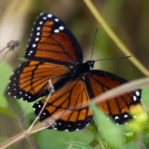 A Butterfly's Life