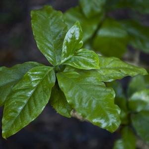 Difference in Leaves Video