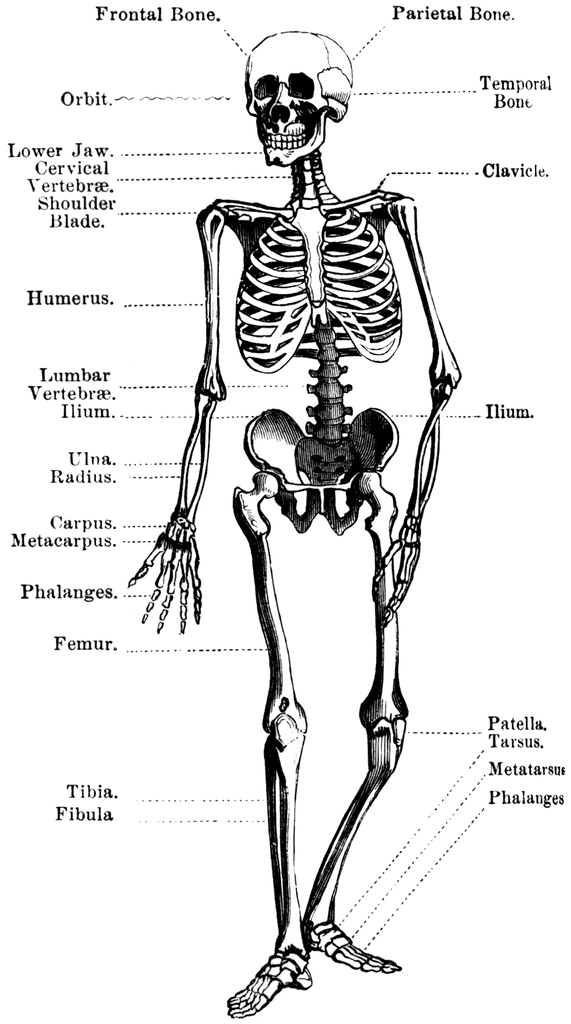 clip art human skeleton - photo #14
