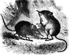 Elephant Mice