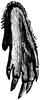 Hind-Foot of a Mole