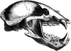 Wolf Skull