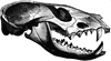 Civet Skull