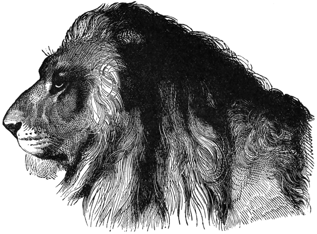 Engraving of a lion's head