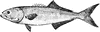 Bluefish