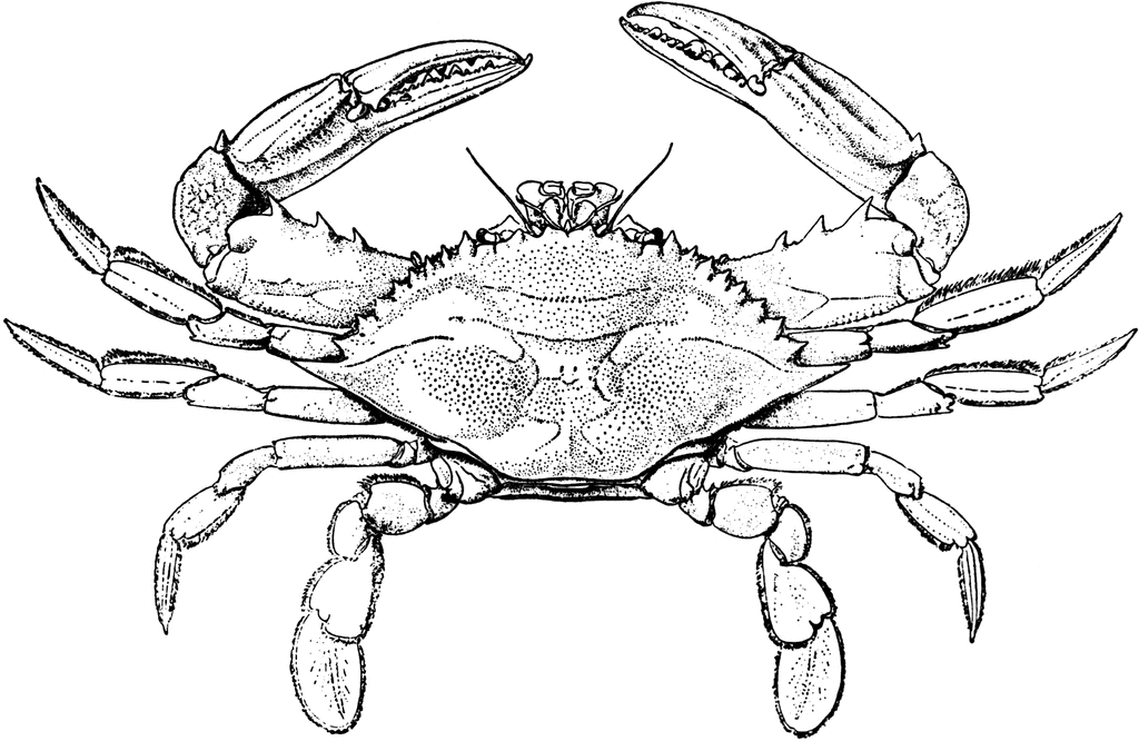 Blue Crab | ClipArt ETC