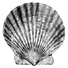 Scallop