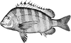 Sheepshead