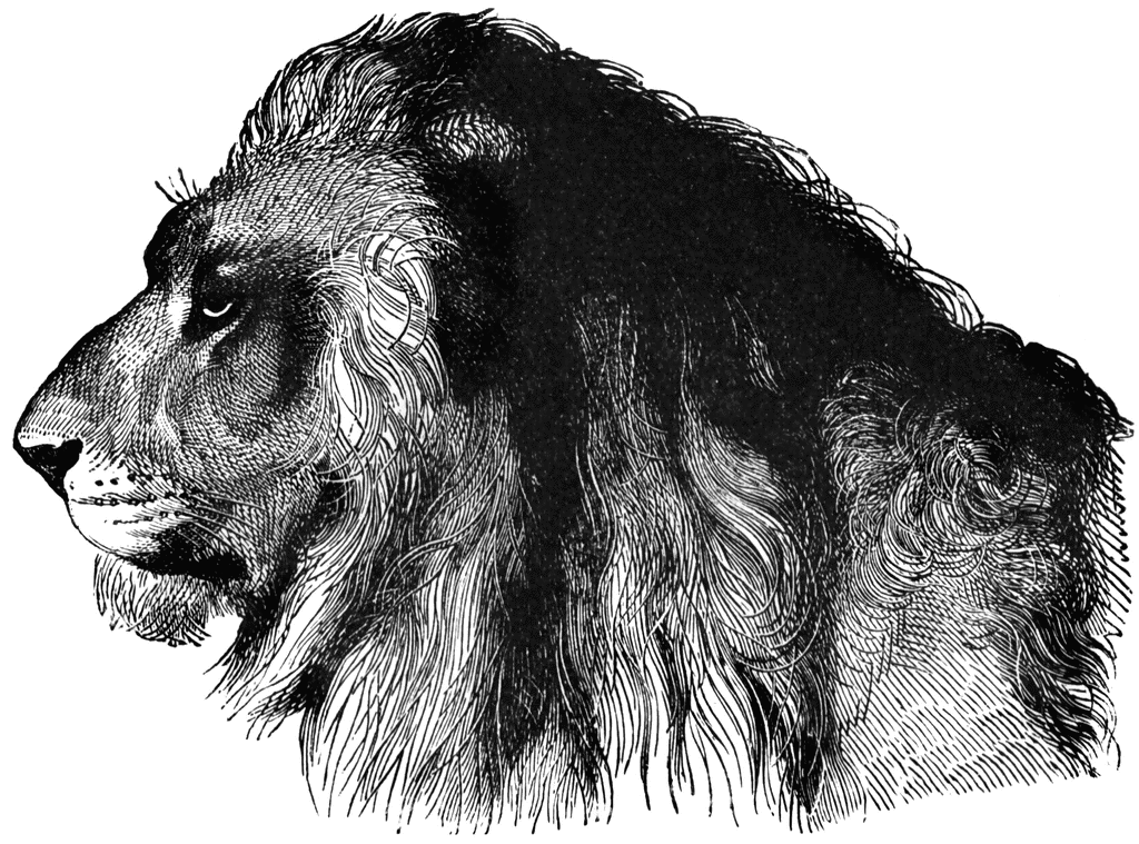 clip art lion head. To use any of the clipart