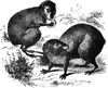 Agoutis