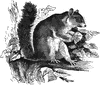 Dormouse