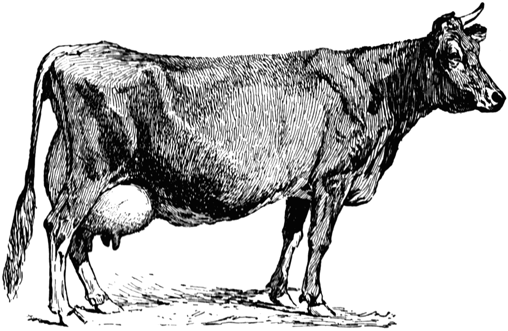 jersey cow clip art free - photo #1