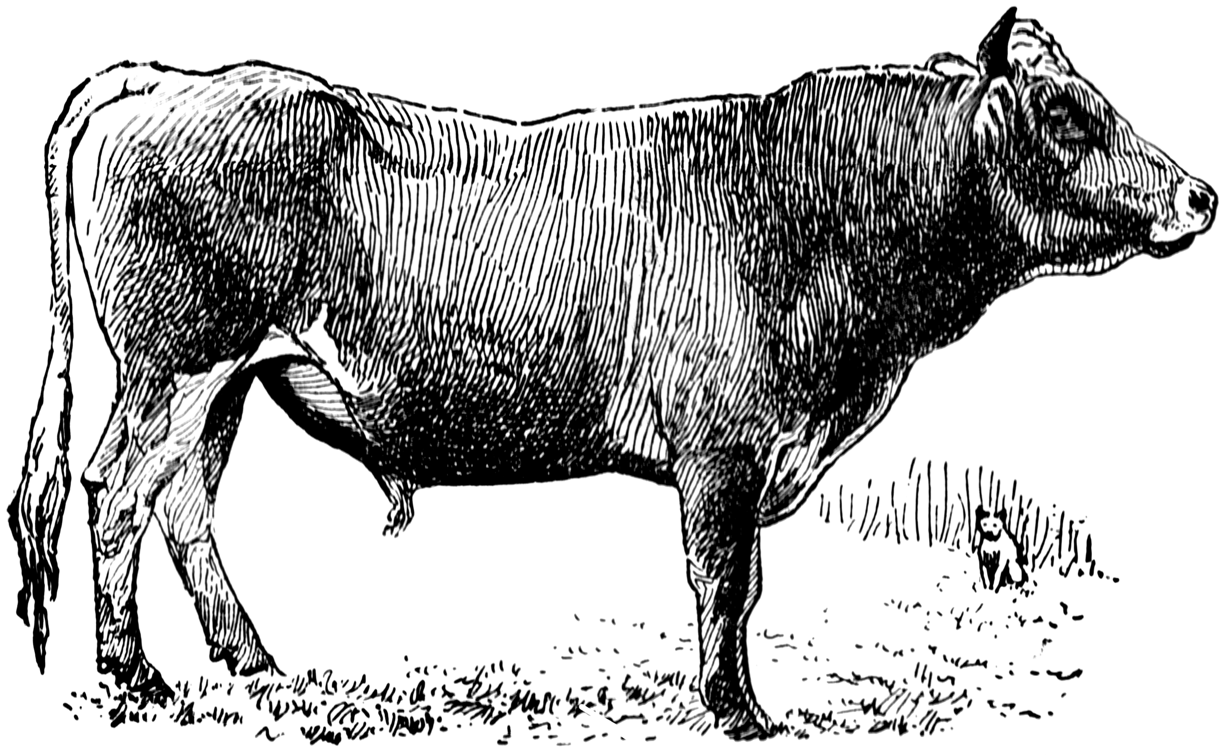 jersey cow clip art free - photo #31