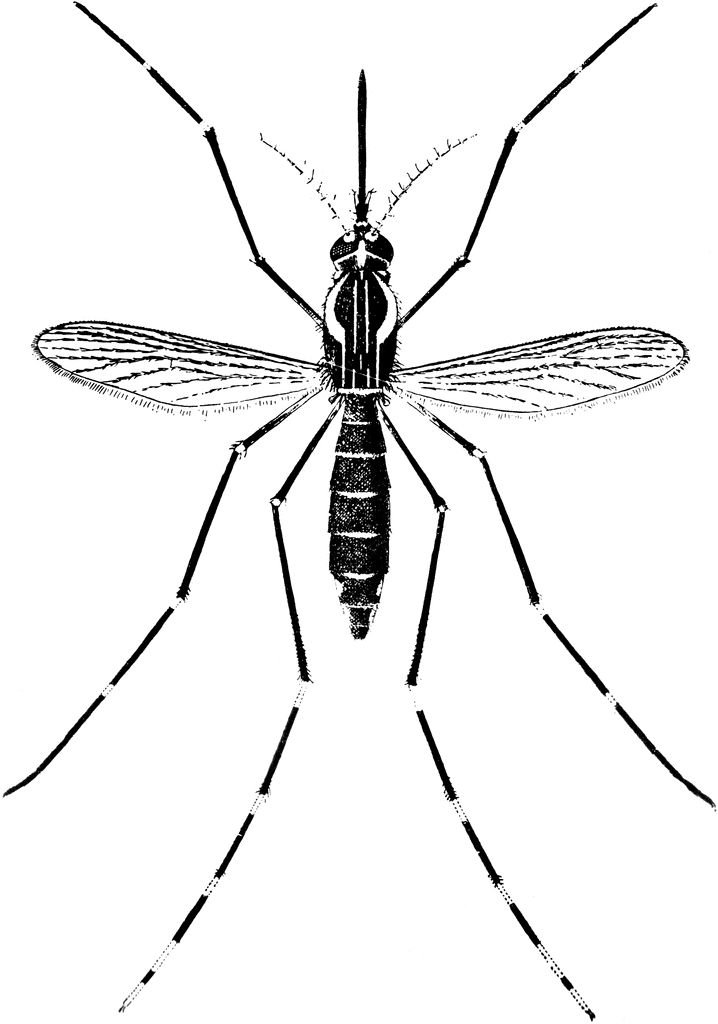 Yellow Fever Mosquitoes. Adult Yellow Fever Mosquito