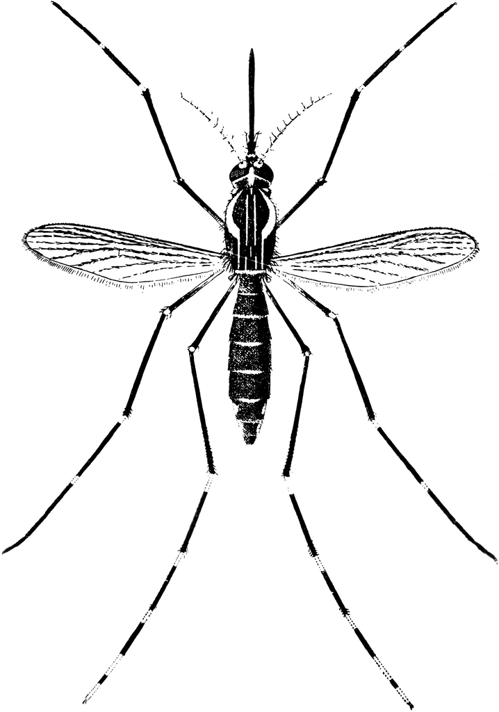 Adult Yellow Fever Mosquito. To use any of the clipart images above 