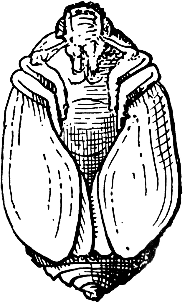 common carpet beetle. Common Carpet Beetle Pupa