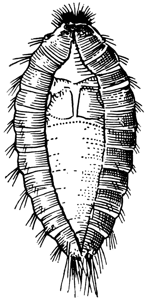 common carpet beetle. Common Carpet Beetle Larva