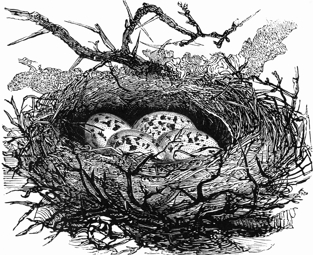 clipart picture of nest - photo #30
