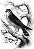 Merlin