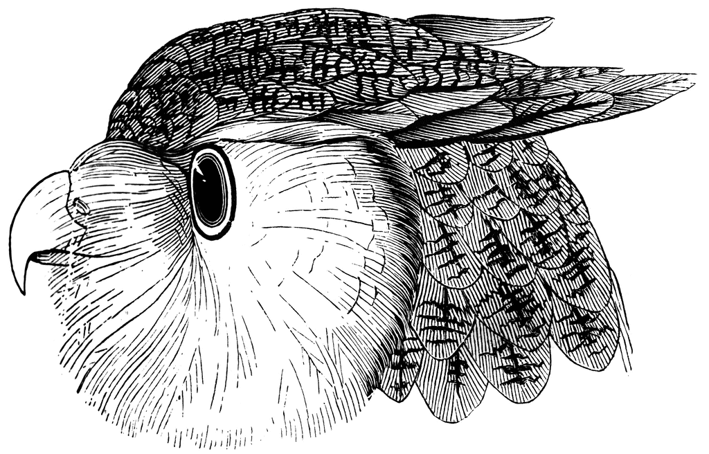 owl head clip art - photo #49