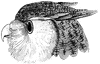 Head of an Eagle Owl