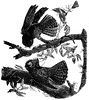 Chuck-Will's-Widow