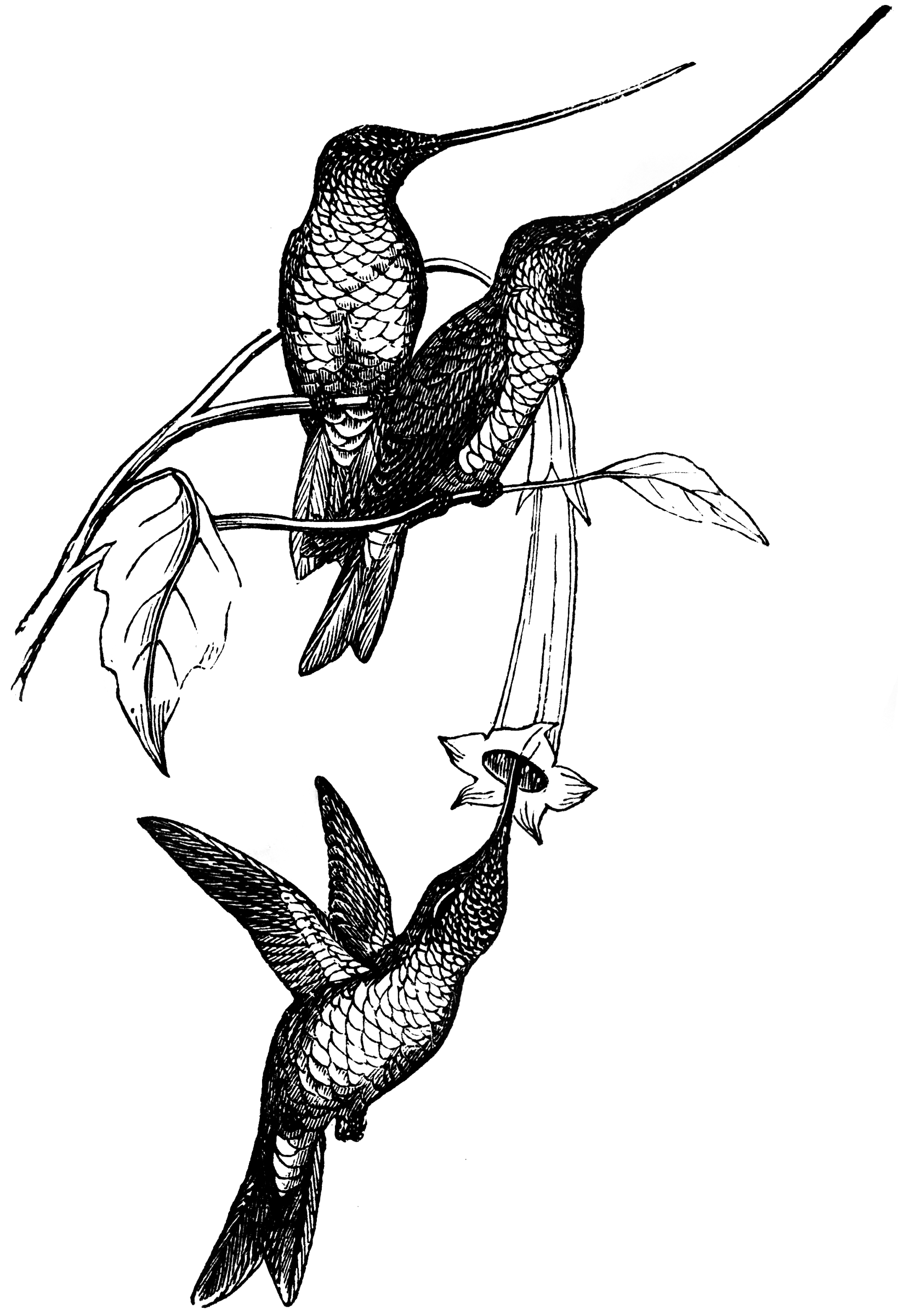 Hummingbirds ClipArt ETC