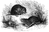 Field Mice