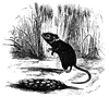 Long Tailed Field Mouse
