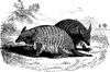 Six Banded Armadillo