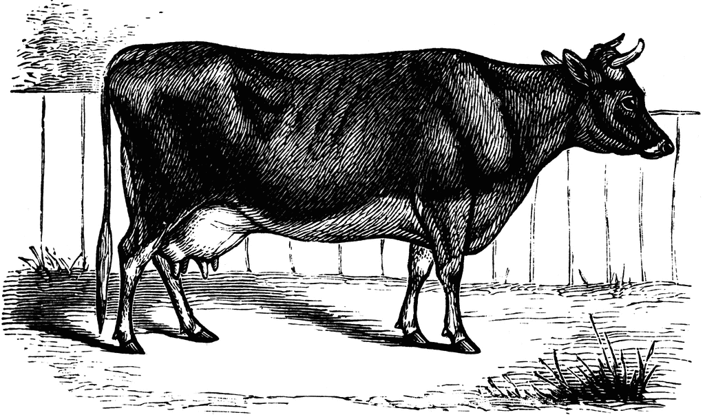 jersey cow clip art free - photo #18
