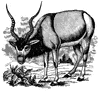 Addax