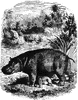 Hippopotamus