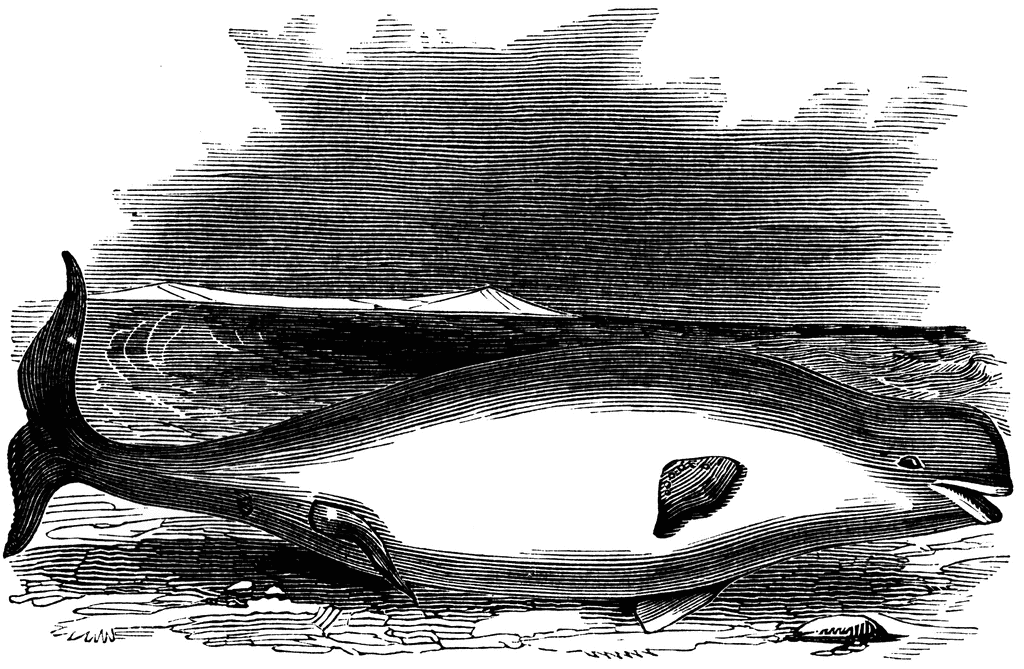 beluga whale clipart. Beluga Whale