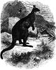Giant Kangaroo
