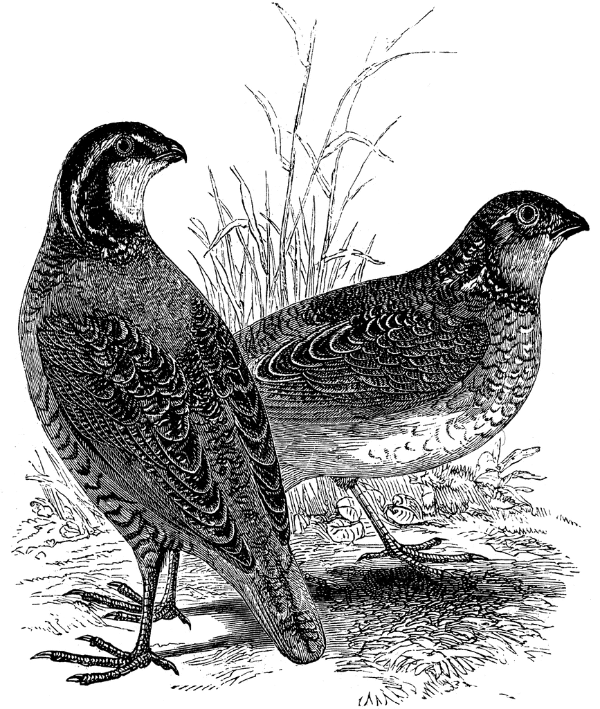 clipart of quail - photo #34