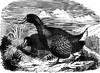 Notornis Mantelli