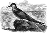 Arctic Tern