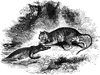 Crocodile and tiger