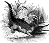 Crocodile