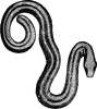 Brown amphisbaena