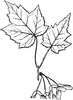 Compound Leaves