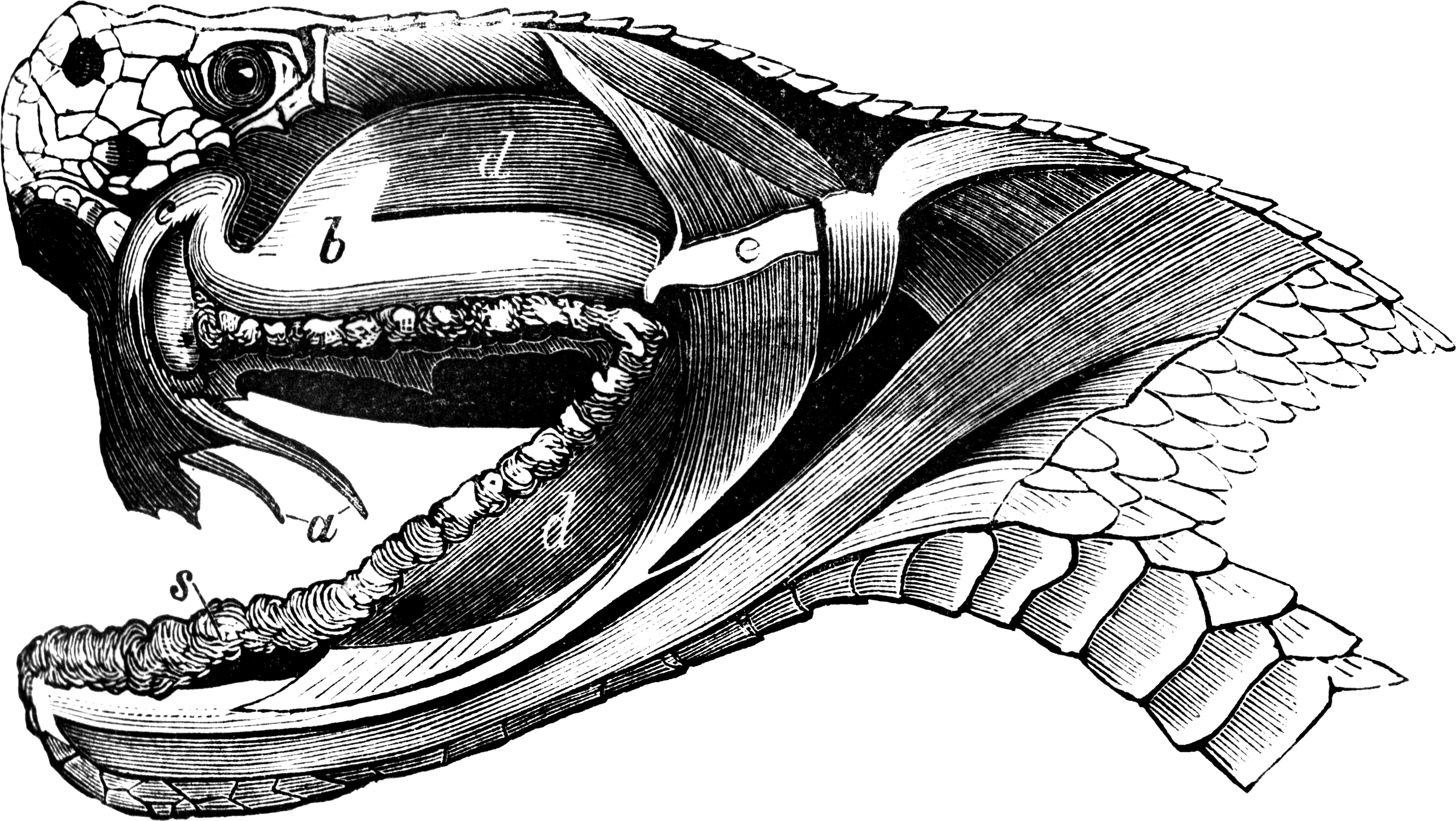 Cross section of a viper head | ClipArt ETC