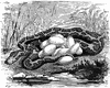 Python and eggs
