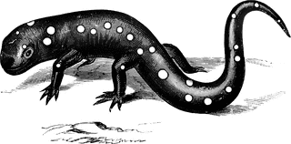 Violet-colored salamander