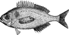 Black bream