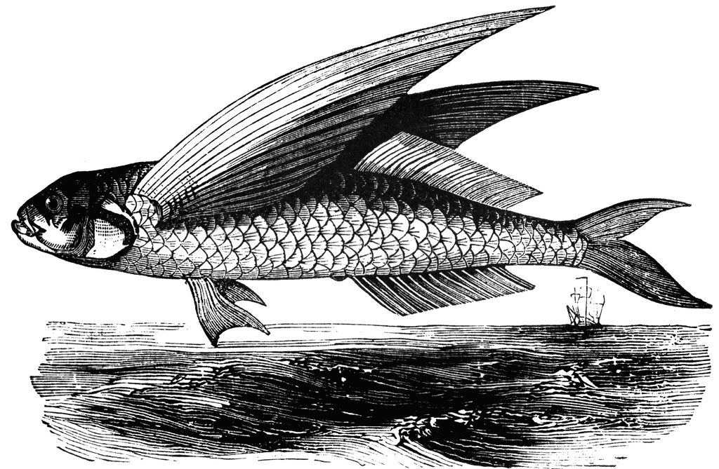 clipart flying fish - photo #25
