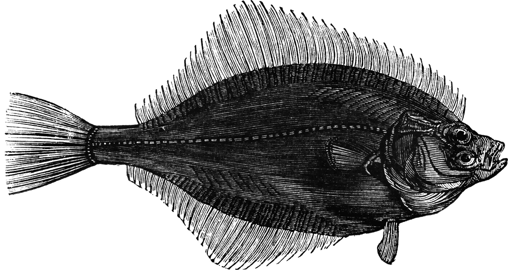 Flounder