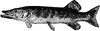 Pickerel