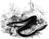 Common European Eel